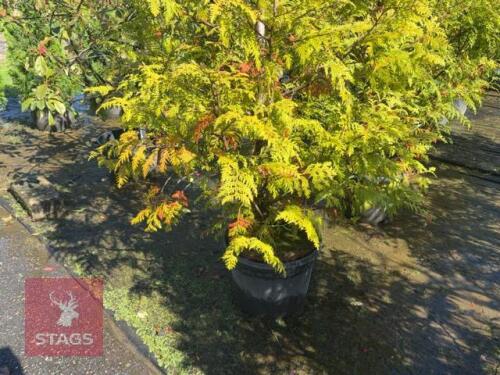 5 LARIX EUROPEAN (EUROPEAN LARCH)
