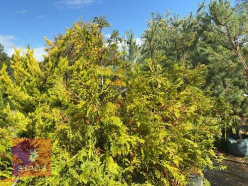 5 LARIX EUROPEAN (EUROPEAN LARCH)