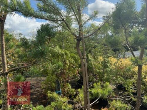 3 PINUS SYLVESTRIS (SCOTS PINE)