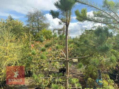 3 PINUS SYLVESTRIS (SCOTS PINE)
