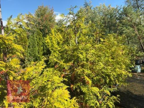 5 LARIX EUROPEAN (EUROPEAN LARCH)
