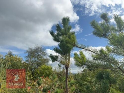 3 PINUS SYLVESTRIS (SCOTS PINE)
