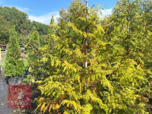 5 LARIX EUROPEAN (EUROPEAN LARCH)