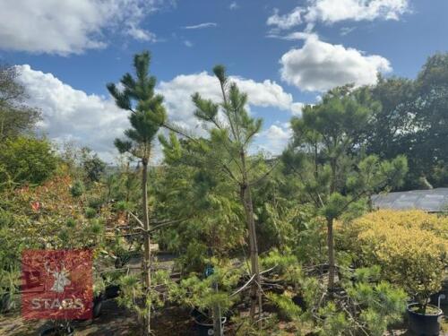 3 PINUS SYLVESTRIS (SCOTS PINE)