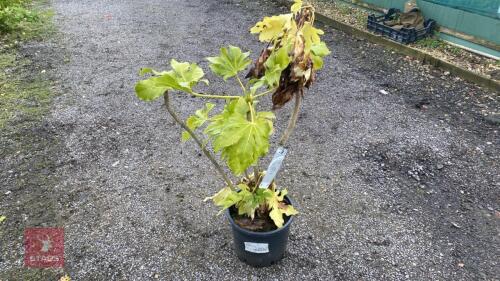 1 X FATSIA JAPONICA
