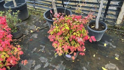 1 NANDINA FIREPOWER (SACRED BAMBOO)