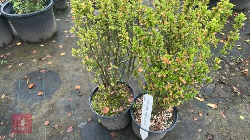 3 EUONYMUS JEAN HUGHES (SPINDLE)