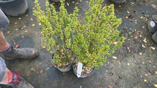 3 EUONYMUS JEAN HUGHES (SPINDLE)