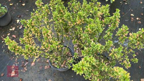 3 EUONYMUS JEAN HUGHES (SPINDLE)