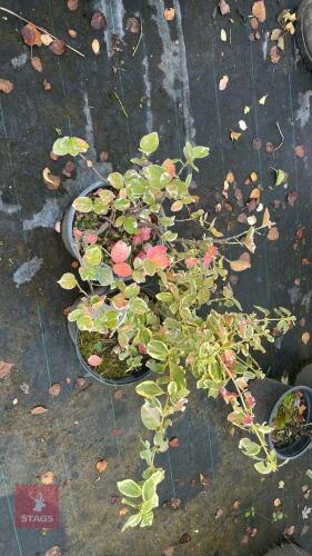 2 EUONYMUS SILVER QUEEN (WINTER CREEPER)