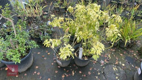 2 CHOISYA TERNATA SUNDANCE
