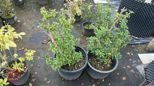 2 OSMANTHUS BURKWOODII (SWEET OLIVE)