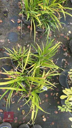 5 HEMEROCALLIS 'PARDON ME' (DAYLILY)