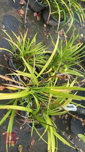 5 HEMEROCALLIS 'PARDON ME' (DAYLILY)