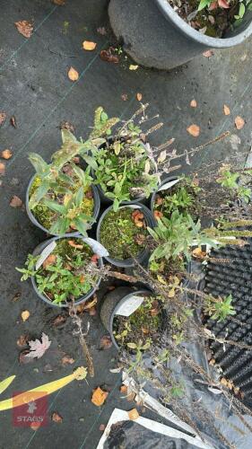 7 VERONICA PURPLEGUM CANDLES