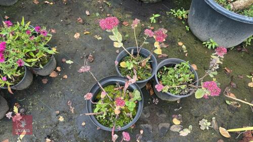 4 SEDUM 'AUTUMN JOY' (STONECROP)