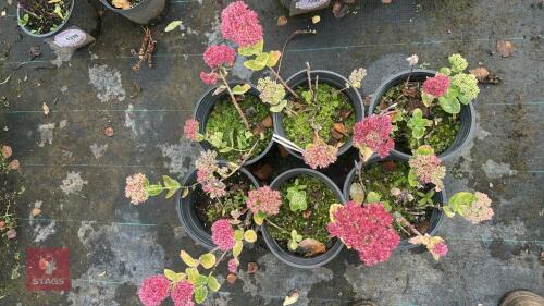 6 SEDUM 'AUTUMN JOY' (STONECROP)