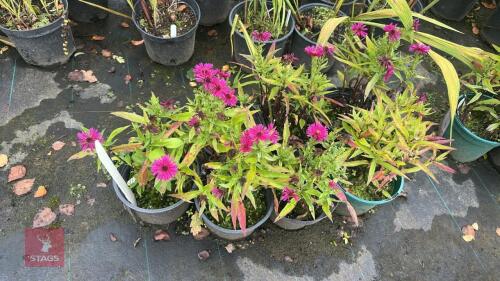 7 SYMPHYOTRICHUM 'JENNY' (ASTER JENNY)