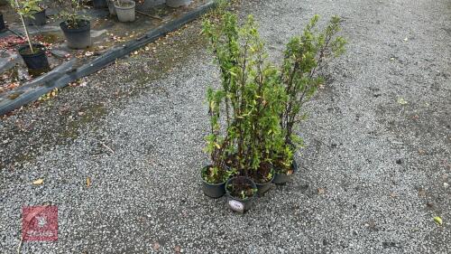 7 SYMPHYOTRICHUM 'LITTLE CARLOW'