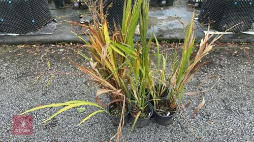 6 CROCOSMIA LUCIFER (MONTBRETIA)