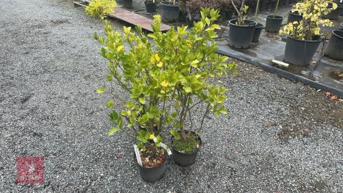 3 EUONYMUS JEAN HUGHES (SPINDLE)