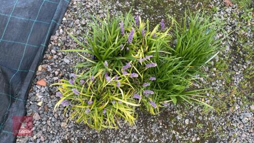6 X LIRIOPE