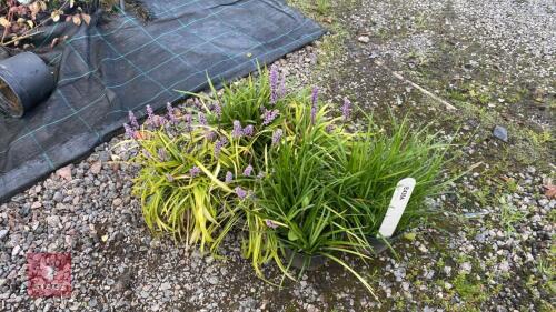 6 X LIRIOPE
