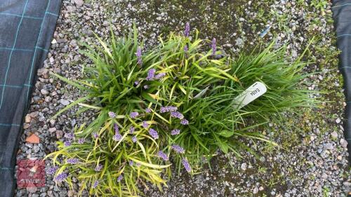 6 X LIRIOPE