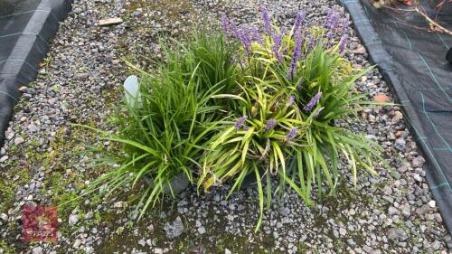 6 X LIRIOPE
