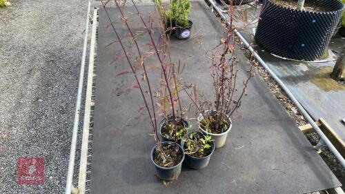4 X VERONICASTRUM