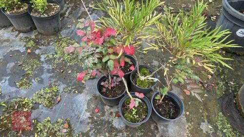 5 X MIXED MAHONIA
