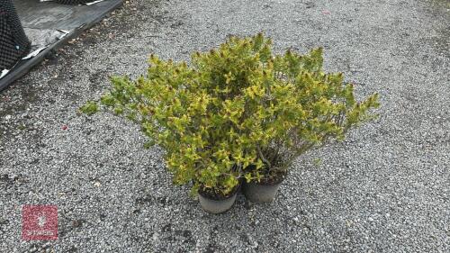 3 X HEBE LITTLE LEAVES