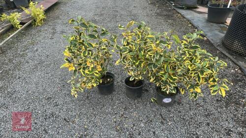 3 X ELEAGNUS GILT EDGE