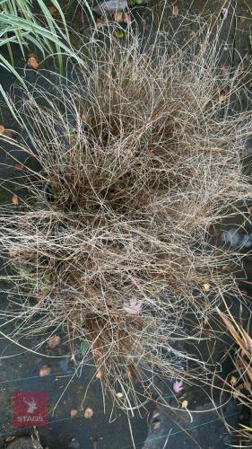 7 CAREX RED ROOSTER (LEATHERLEAF SEDGE)