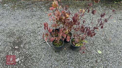 4 CORNUS ALBA (DOGWOOD)