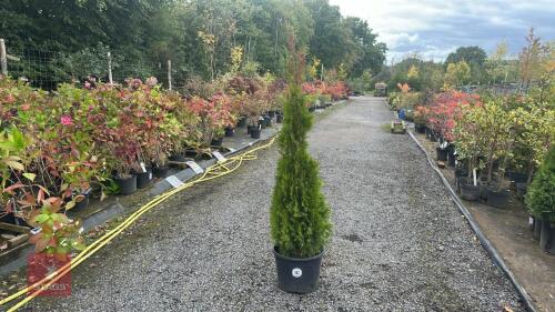 THUJA SMARAGD (EMERALD THUJA)