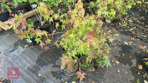 5 ACER PALMATUM (JAPANESE MAPLE)