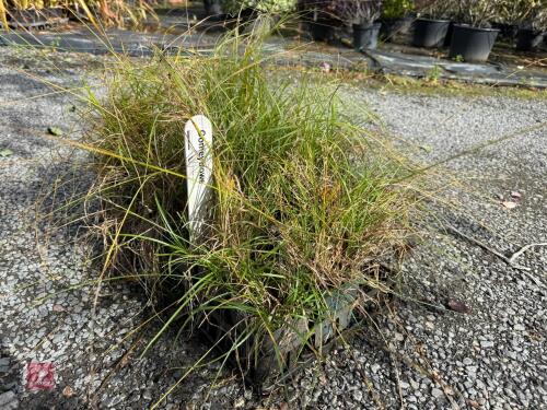 CAREX SECTA (PUREI)