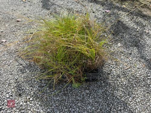 CAREX SECTA (PUREI)