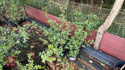 4 PYRACANTHA LANI (FIRETHORN)
