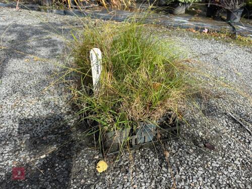 CAREX SECTA (PUREI)