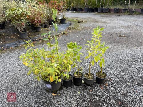 5 FLAVIMERA (GOLDEN DOGWOOD)