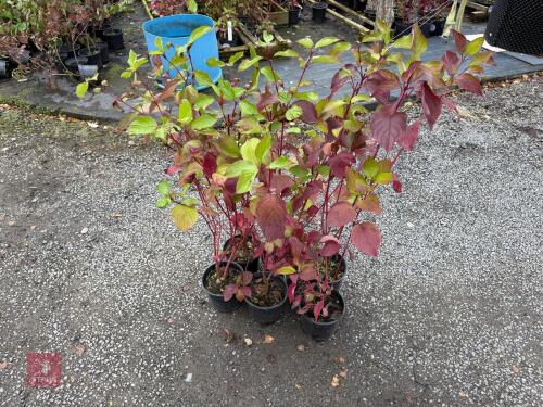 6 CORNUS SIBIRICA ALBA SIBERIAN DOGWOOD