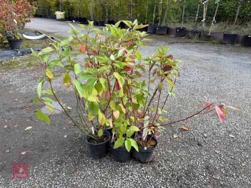 6 CORNUS SIBIRICA ALBA SIBERIAN DOGWOOD