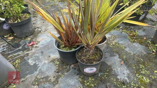 4 MIXED SHRUBS