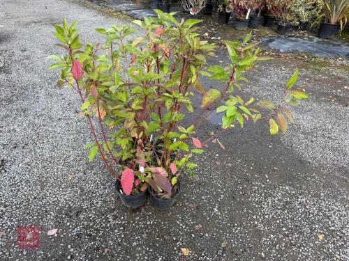 6 CORNUS SIBIRICA ALBA SIBERIAN DOGWOOD