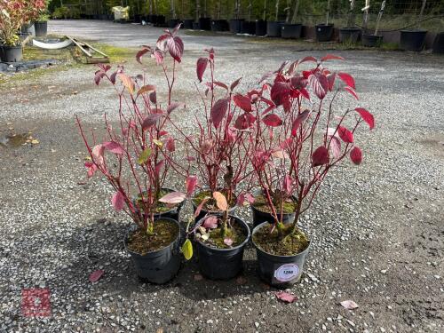 6 CORNUS SIBIRICA ALBA SIBERIAN DOGWOOD