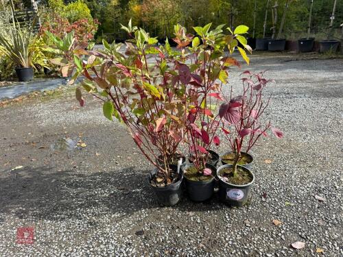 6 CORNUS SIBIRICA ALBA SIBERIAN DOGWOOD