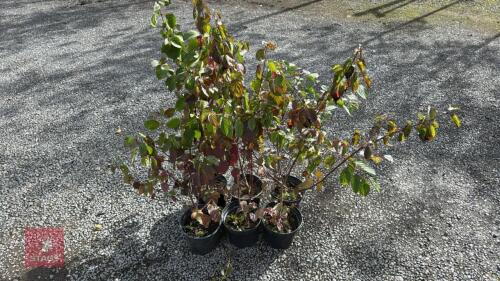 6 CORNUS SIBIRICA ALBA SIBERIAN DOGWOOD