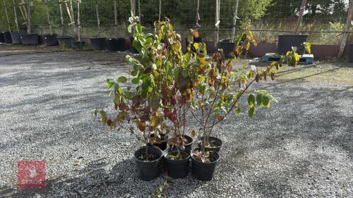 6 CORNUS SIBIRICA ALBA SIBERIAN DOGWOOD